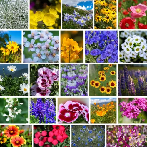 Vista 4 de Semillas de flores silvestres a granel - Mezcla de flores silvestres del medio oeste - 1 libra 640,000+ flores silvestres de la pradera - Semillas