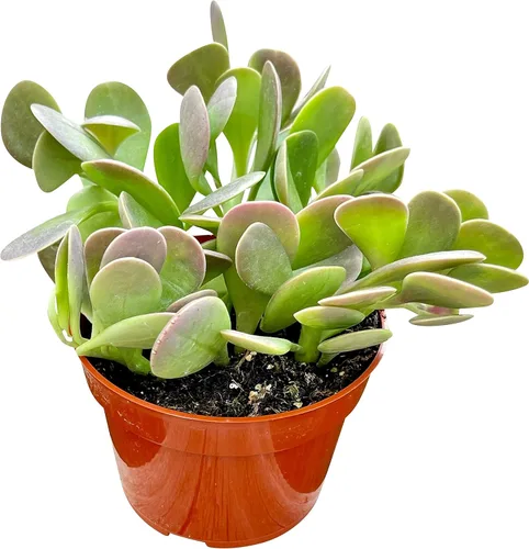 Vista 6 de Suculenta viva de 4 pulgadas "Baby Toes Fenestraria Rhopalophylla, plantas suculentas vivas completamente enraizadas, planta