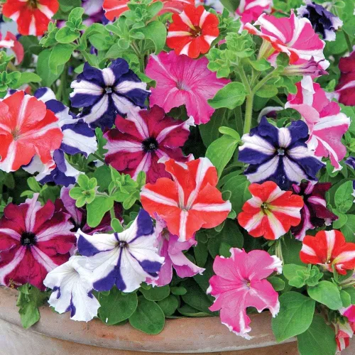 Vista 2 de 500 Semillas Petunia Starfall F1 Rainbow Mix Flores Anuales de Interior Sin OMG