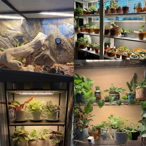 Vista 2 de GYTF Tiras de luz LED de crecimiento, 3500K 90 bombillas de espectro completo regulables para plantas con temporizador de encendido/apagado