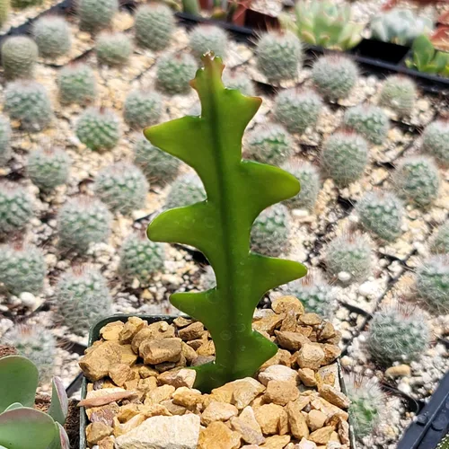 Vista 7 de Planet Desert Epiphyllum anguliger Fishbone Cactus