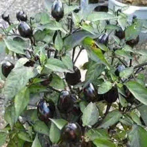 Vista 2 de CHUXAY GARDEN Semilla de pimienta ornamental de olivo negro, 10 semillas, planta anual de hierbas, plantación masiva, ideal para plantar