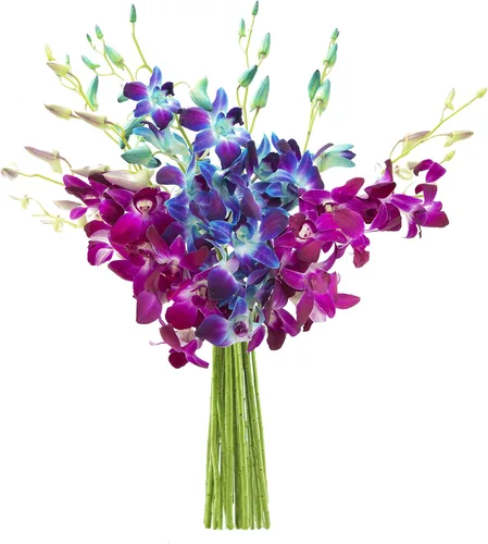 Vista 18 de Kabloom 10 Tallos Blue Valentine Dendrobium orquídeas, 2.5 libras