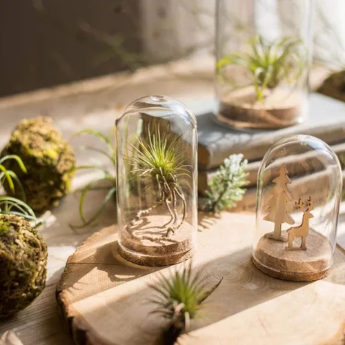 Vista 9 de FLAMEER 10 piezas de 3.1x4.7 in cubierta de cúpula de cristal transparente Cloche Bell Jar Suculenta Terrarios con base de corcho de madera