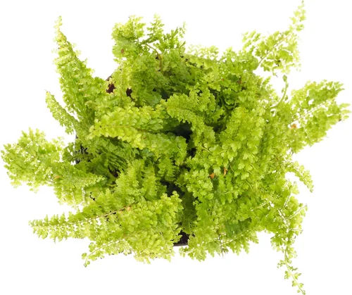 Vista 4 de Mini helechos para terrarios/jardín de hadas - 5 plantas diferentes - macetas de 2 pulgadas