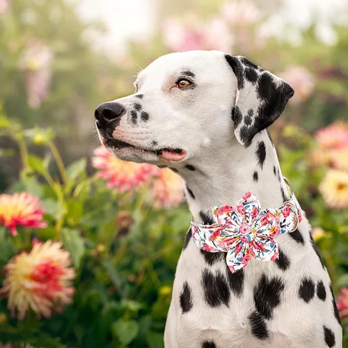 Vista 37 de Collar de perro Lionheart Glory, collar de perro rosa con flor, lindo collar para mascotas con patrón floral ajustable para perros pequeños Rosado