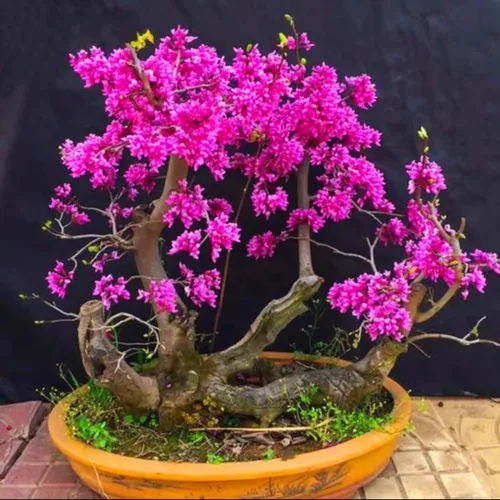 Vista 4 de 50 semillas de árbol Redbud Arbusto Cercis o Bonsái Rosa Púrpura Flor Semillas Raras