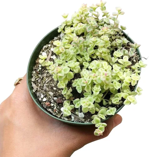 Vista 2 de Sedum Little Missy Succulent (maceta minimalista de 4 pulgadas) - Suculenta abigarrada viva y saludable