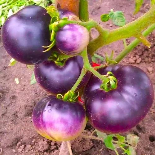 Vista 7 de Semillas de tomate morado raras 30+ semillas para plantar tomate indeterminado