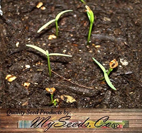 Vista 5 de Big Pack by MySeeds.Co