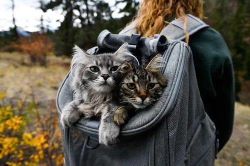 Vista 9 de Travel Cat Paquete de mochila para transportar navegador, arnés gris y correa retráctil, accesorios para gatos para viajes al aire libre, caminar