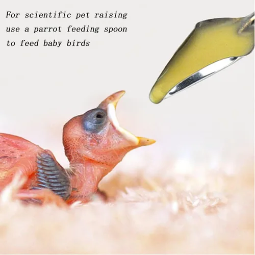 Vista 5 de 6 cucharas de alimentación de mascotas de acero inoxidable, herramienta de alimentación de loro, comedero para pollos.