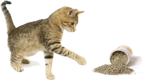 Vista 6 de Hierba gatera, mezcla premium segura para gatos, infundida con la máxima potencia por la que tu gatito seguramente se volverá loco (1 taza)