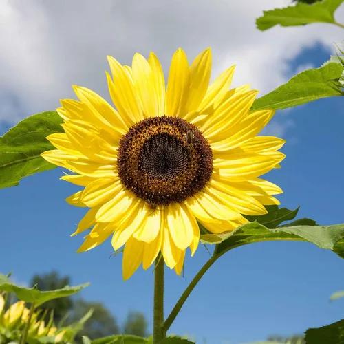 Vista 7 de Eden Brothers Semillas de girasol - Autumn Beauty
