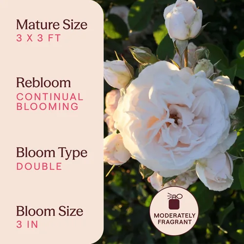 Vista 6 de Heirloom Roses Rose Plant - Amber Abundance® Apricot Rose Bush, English Legend Planta viva para plantar al aire libre