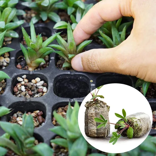 Vista 5 de Tlswshsy Bloque de suelo de plántulas de palets de turba de 1.181 in, 120 unidades, tapones de arranque de plantas, trasplante de cultivo