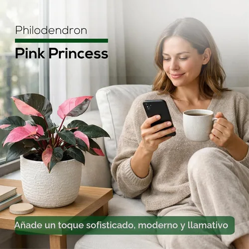 Vista 6 de Philodendron Pink Princess (paquete de 4) Plantas vivas de inicio enchufe, plantas de interior variegadas, plantas tropicales de fácil cuidado