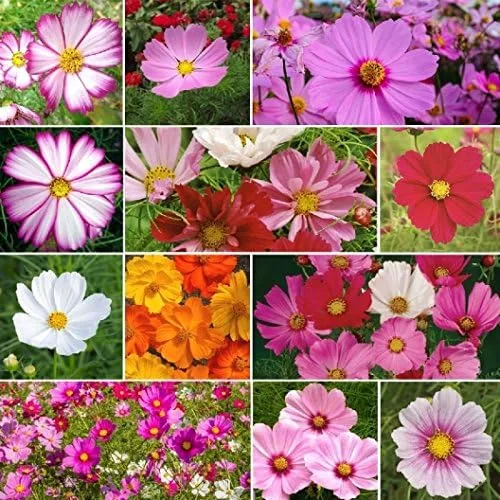 Vista 7 de Semillas de flores sin OMG a granel Cosmos Mix (1 LB) 50,000 semillas