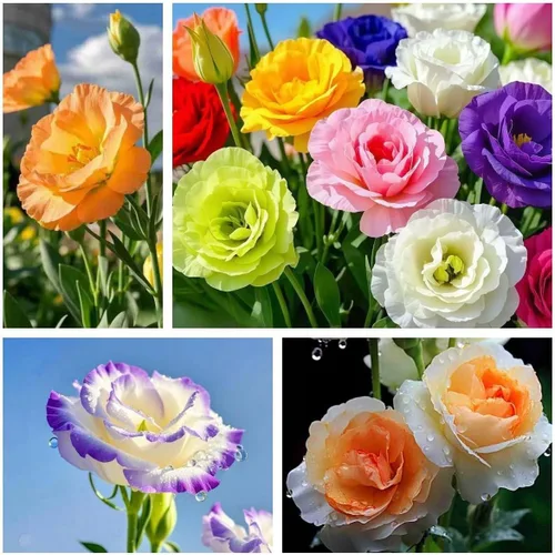 Vista 2 de Más de 1000 semillas mixtas de Lisianthus para plantar, semillas de rosas sin espinas Lisianthus