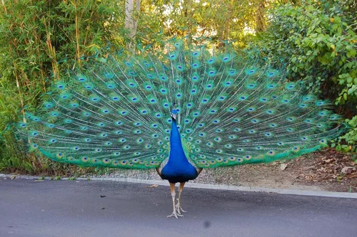 Vista 5 de American Feathers Plumas de cola de pavo real con ojos de 35 a 40 pulgadas por 50