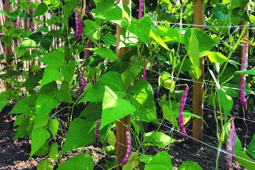 Vista 6 de TENAX 1A150281 Hortonova Plant Trellis Network, 48" x 1,000' Blanco