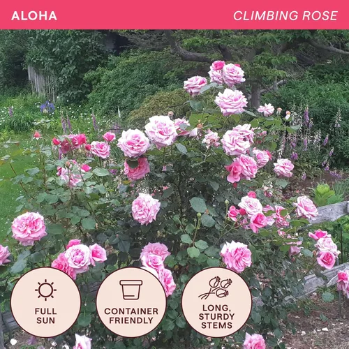 Vista 4 de Rosas trepadoras de reliquia, planta de raíz propia viva para jardín al aire libre, Aloha, muy fragantes, zonas de rusticidad 5 a 10, floración