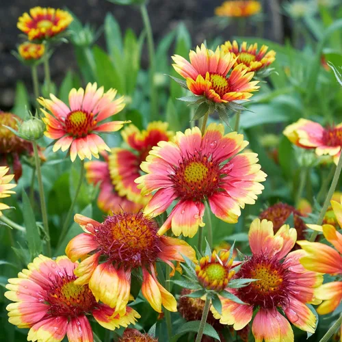 Vista 7 de Outsidepride Gaillardia Pulchella - Semillas de manta india roja para plantar, semillas de flores anuales de 1/4 libras, tolerantes al calor