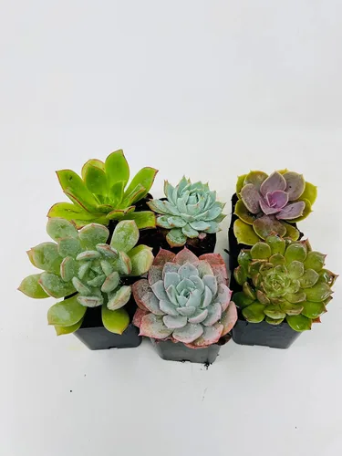 Vista 2 de 5 diferentes plantas suculentas de rosa del desierto - Echeveria - Fácil de cultivar - Macetas de 2 pulgadas