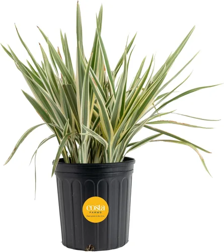 Vista 14 de Costa Farms Curcuma, planta viva de jengibre oculto en maceta de plástico, planta de interior con flores al aire libre, perfecta para decoración