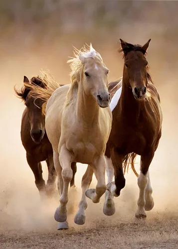 Vista 2 de Clementoni Rompecabezas de caballos corriendo (1000 piezas)