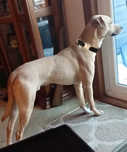 Vista 6 de Collar de algodón suave para perro con hebilla de metal, ajustable, resistente, cómodo, collares de pana para perros pequeños, medianos y grandes