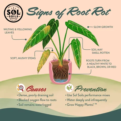 Vista 7 de Sol Soils Perlita gruesa para plantas, enmienda ligera y totalmente natural de suelo de vidrio volcánico para mejorar el drenaje y la aireación, 2