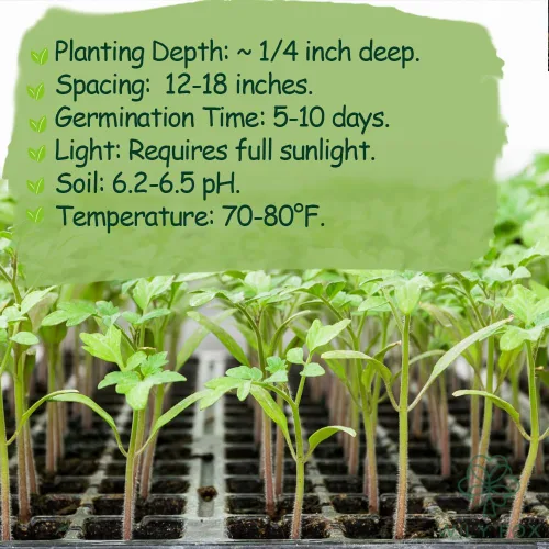 Vista 4 de Dwarf Duo Tiny Tim Semillas de tomate – Más de 100 variedades de tomate enano rojo y más de 100 amarillo, semillas de tomate cherry