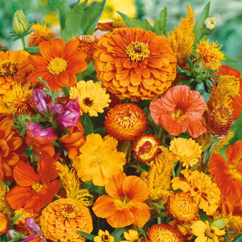 Vista 8 de Eden Brothers Zinnia Seeds - Mezcla de California Giants, semillas sin OMG para plantar, 5 libras Semillas de flores de bajo mantenimiento
