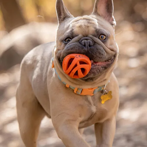 Vista 4 de Chuckit! Air Fetch - Pelota de juguete para perros (pequeña), lanzador de bolas para perros 14S