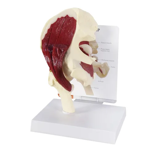 Vista 11 de Humano Mini Muscled Joint Anatomical Model Set #1900 Human Body and Anatomy Replica for Physiology Education, Anatomical Model for Doctor's
