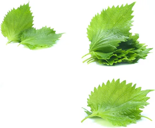 Vista 3 de Semillas Shiso, paquete de más de 1500 semillas de perilla para plantar