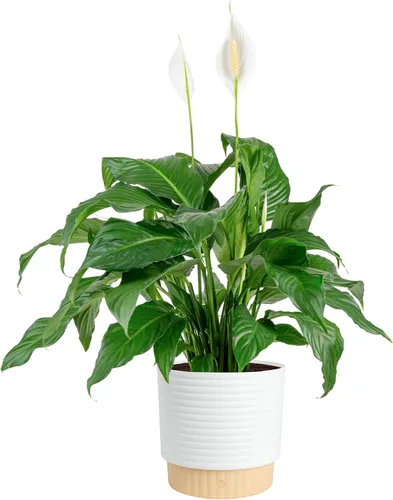 Vista 12 de Costa Farms - Lirio de paz Spathiphyllum, planta viva