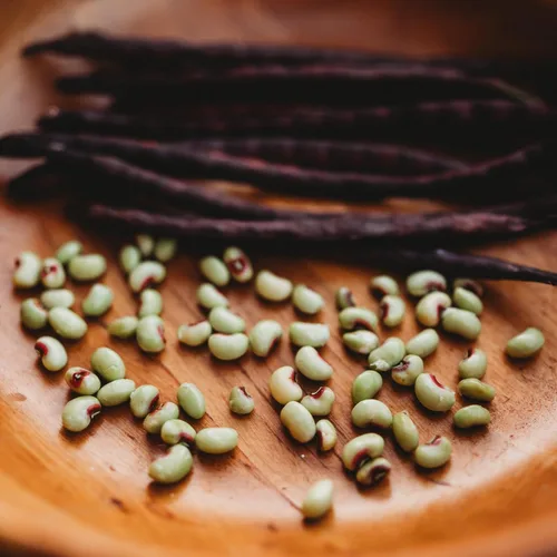 Vista 2 de Cabrí de cáscara morada de ojos rosados, 4 onzas a granel (~550 semillas) – Variedad de guisantes de campo sureño heredero, cultivadas en Estados