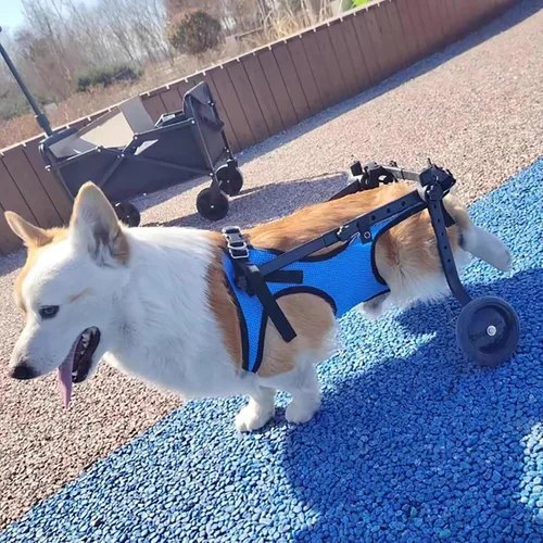 Vista 8 de Herramienta ligera para caminar para perros, silla de ruedas ajustable para perros, soporte para piernas y soporte de cadera para perros pequeños