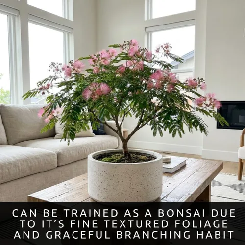 Vista 2 de 20 semillas de árbol bonsái Albizia Julibrissin Mimosa para plantar Semillas de árbol de seda rosa persa Árbol bonsái de floración ornamental