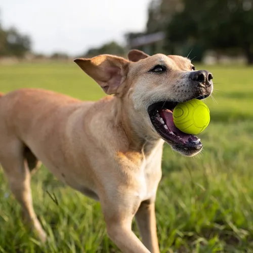 Vista 3 de Nerf Dog Sonic Ball - Juguetes para perros, ligeros, duraderos y resistentes al agua, 2.5 pulgadas, para razas pequeñas/medianas/grandes, paquete