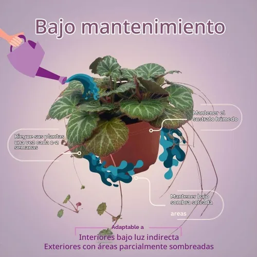 Vista 4 de Begonia de fresa, 4 pulgadas, Saxifraga stolonifera, planta de interior Legacy Heritage