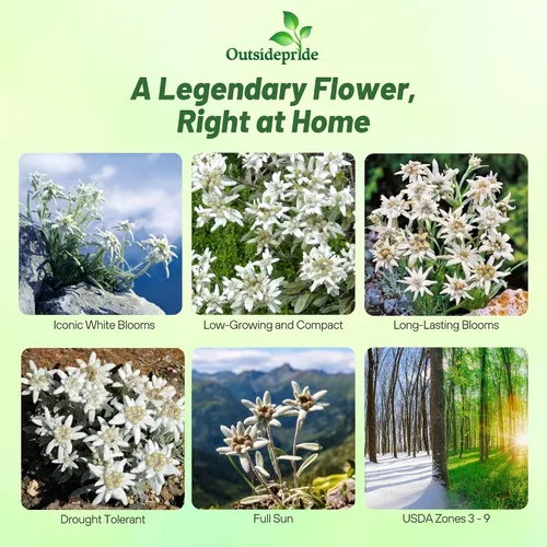 Vista 2 de Outsidepride 5000 Semillas Perenne Leontopodium Edelweiss Semilla de cobertura de suelo para plantar