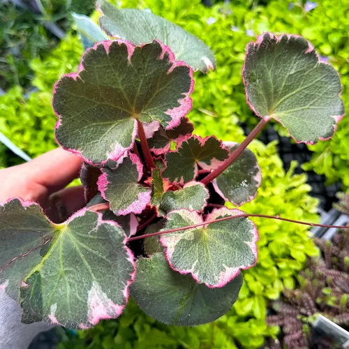Vista 7 de Saxifraga stolonifera 'Variegata', Begonia de fresa abigarrada, geranio de fresa abigarrada, planta de interior, Fácil de propagar