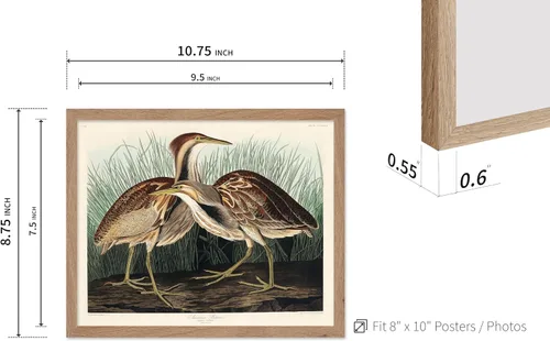 Vista 3 de Poster Master Póster vintage de James Audubon – Impresión retro de amargo americano – Arte de aves de América – Regalo para hombres, mujeres