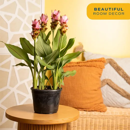Vista 2 de Costa Farms Curcuma, planta viva de jengibre oculto en maceta de plástico, planta de interior con flores al aire libre, perfecta para decoración