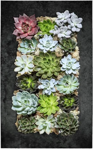Vista 17 de Modern Home Living - Maceta para suculentas de acero galvanizado y zinc, maceta de pared con bolsillo para jardín (4 bolsillos, zinc envejecido)