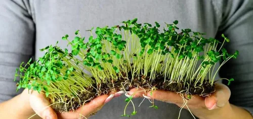 Vista 2 de Gardenera Mezcla orgánica para macetas de microverduras: mezclada a mano con cuidado con musgo de turba canadiense de alta calidad, cococolo