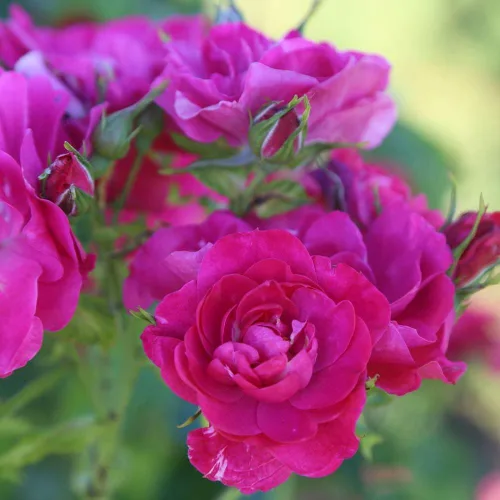 Vista 2 de Heirloom Roses Planta de rosas - John Cabot Rose Bush, planta viva resistente para plantar al aire libre